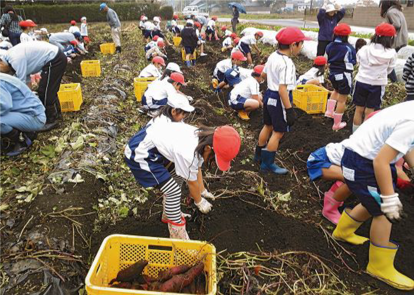 さつまいも収穫体験