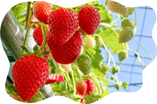 いちごの収穫体験・食べ放題