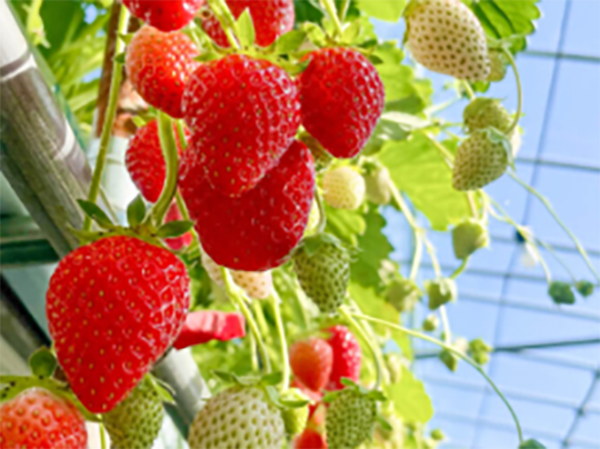 いちごの収穫体験・食べ放題